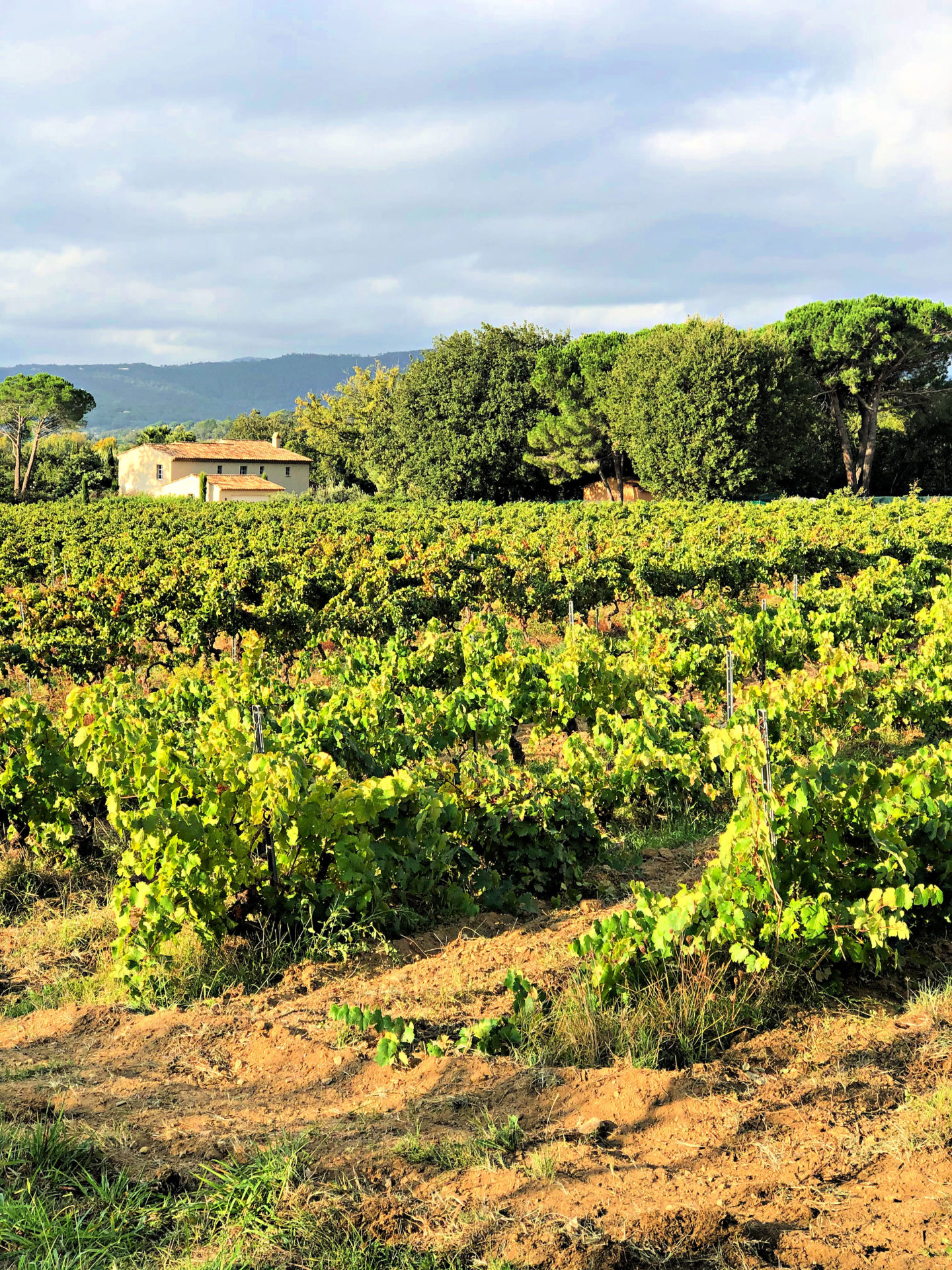 French vineyards South of France