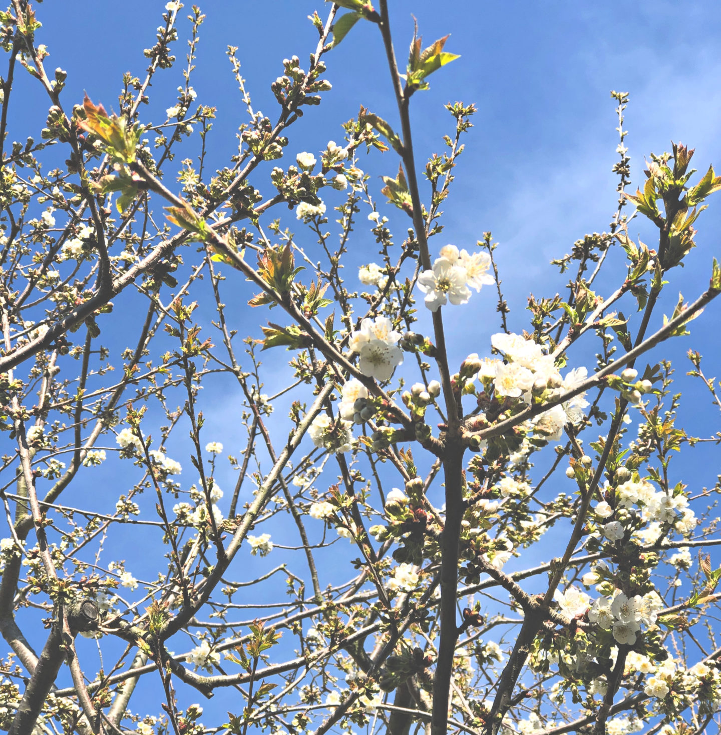 Cherry blossom