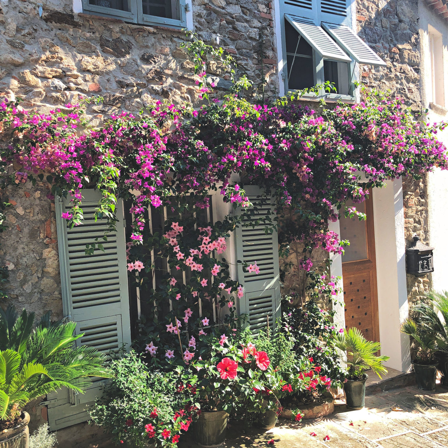 Grimaud village in flower