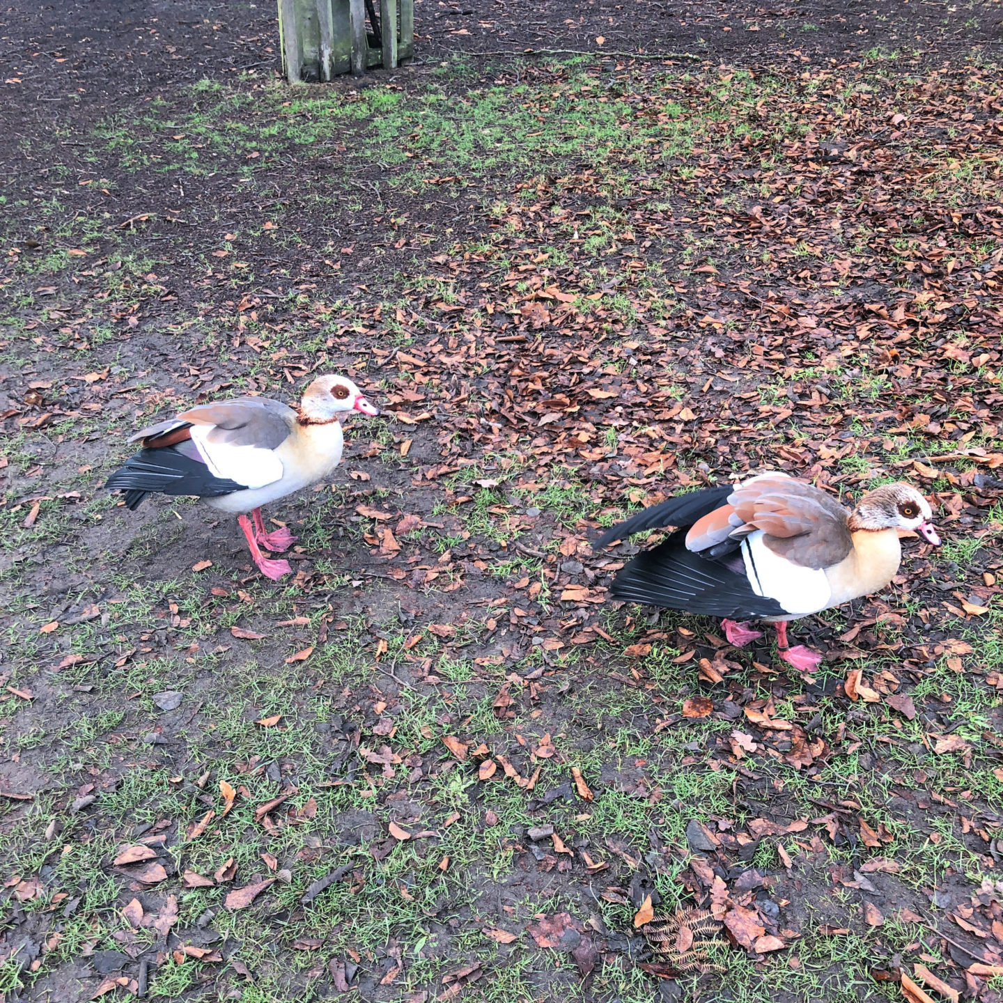 Geese in Richmond Park