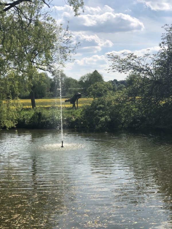 Swan sanctuary Southwell