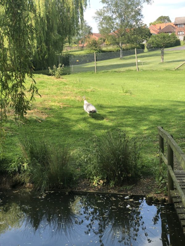 White peacock Swan sanctuary