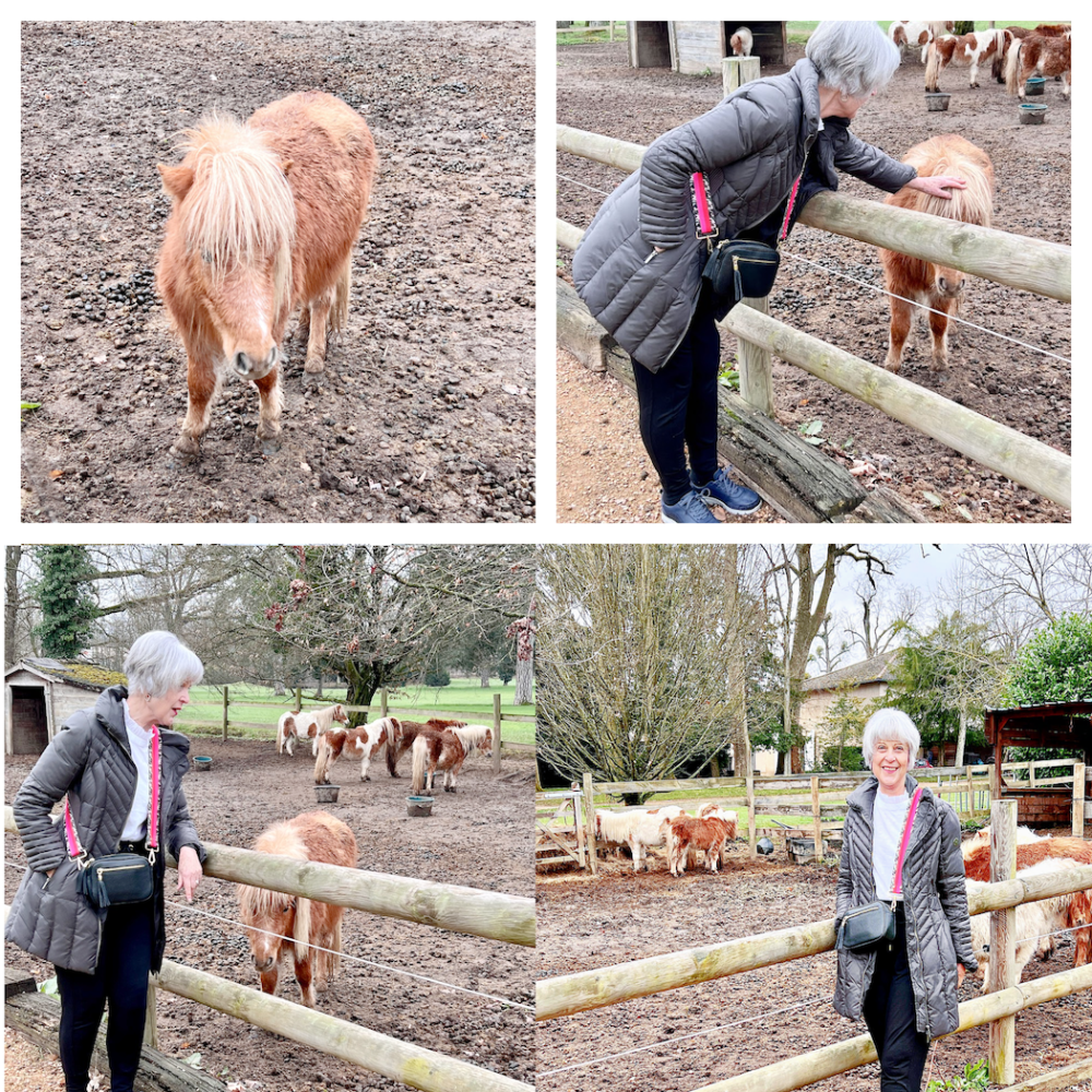Meeting the small horses in Macon
