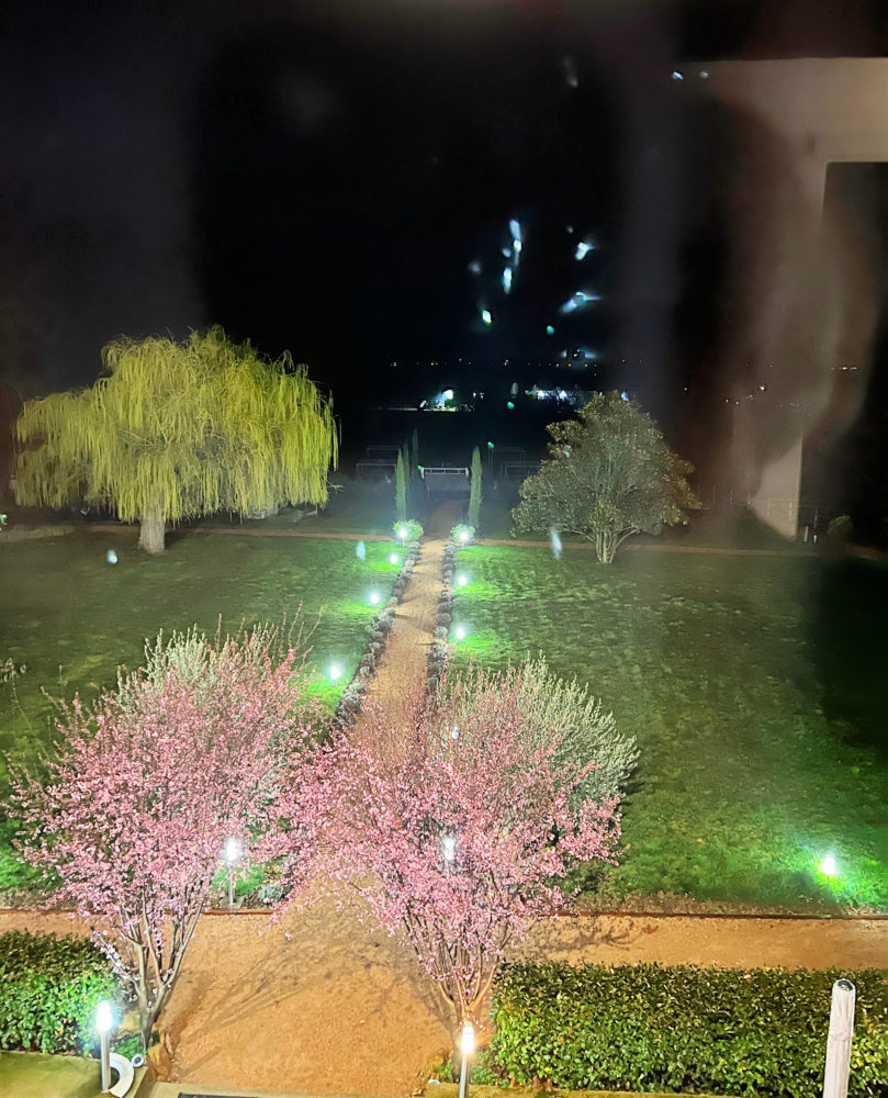 Night view of garden