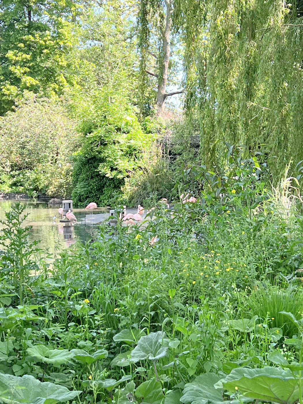 Flamingoes at the Amsterdam zoo